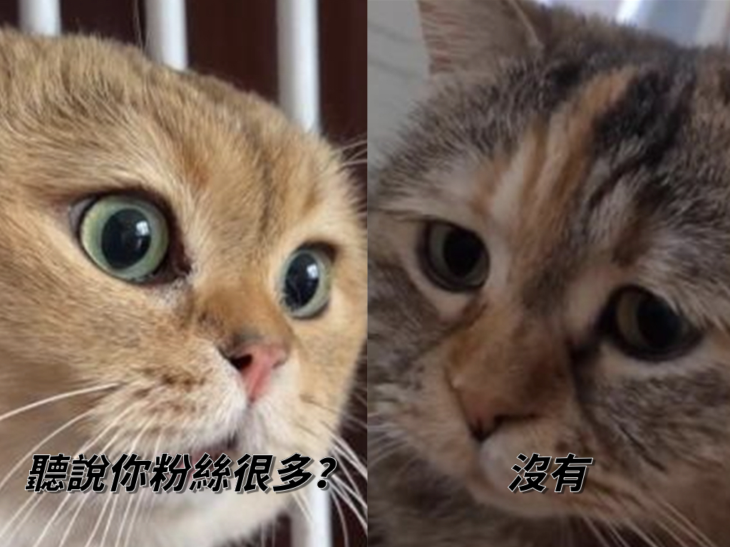 你一定看過的「猫ミーム」，貓貓對話迷音在社群爆紅！ - Partipost plog.tw